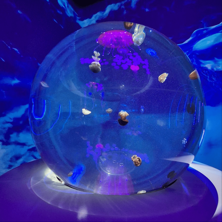 코엑스 아쿠아리움 해파리 전시